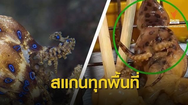 ทส.สั่งทุกจังหวัดตรวจหมึกบลูริงโผล่เสียบไม้ขาย