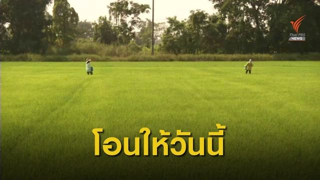 เริ่มวันนี้ ธ.ก.ส.จ่ายเงินสนับสนุนเกษตรกรผู้ปลูกข้าวไร่ละ 500 บาท 