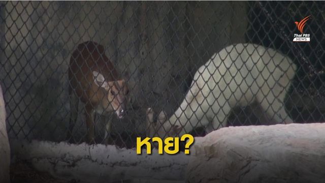ตั้งกรรมการสอบ "ลูกเก้งเผือก" หายจากสวนสัตว์สงขลา