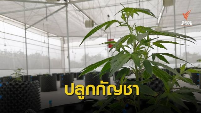 อภ.เดินหน้าปลูกกัญชาเมดิคัลเกรดที่ชลบุรี 