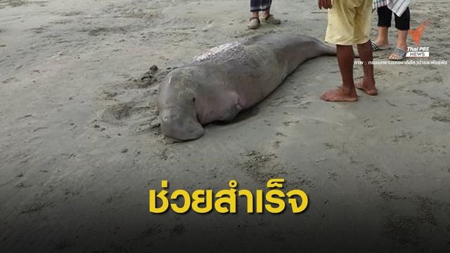 ชื่นชม ชาวบ้านเกาะลิบงช่วย "พะยูน" เกยตื้นสำเร็จ