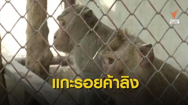 THE EXIT : แกะรอยค้าลิงข้ามชาติ จ.สุพรรณบุรี ตอน 2 