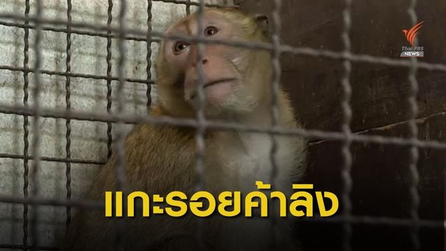 THE EXIT : แกะรอยค้าลิงข้ามชาติ จ.สุพรรณบุรี ตอน 1 