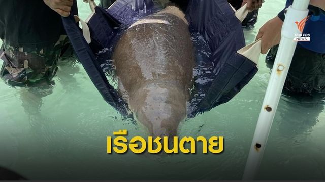 เศร้า! ผลชันสูตร "พะยูน" อ่าวมาหยา ซี่โครงถูกกระแทกหัก 8 ซี่