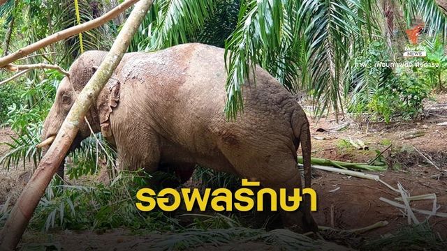 รอลุ้น 2 สัปดาห์ผลรักษา "งาสั้น"​ ช้างป่าบาดเจ็บถูกยิง