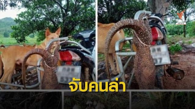 จับแล้ว มือล่า "ตะกวด" โพสต์เฟซบุ๊กโชว์
