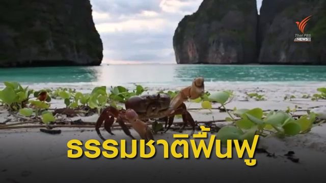 เล็งเปิด "อ่าวมาหยา" ให้เที่ยวอีกครั้งต้นปี 64