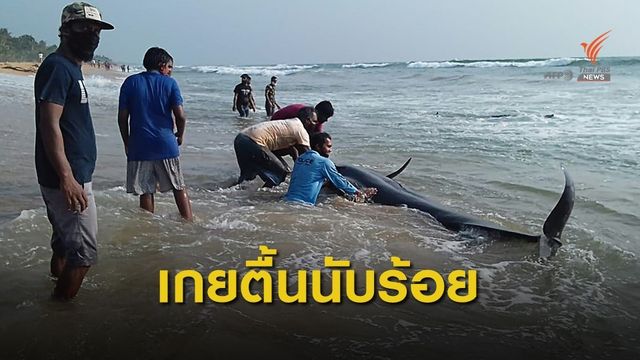 ศรีลังกาช่วย "วาฬนำร่อง" เกยตื้นนับร้อยตัว