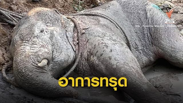 เอาใจช่วย! "ช้างงาสั้น" อาการทรุดหลังแช่น้ำนาน 48 ชั่วโมง