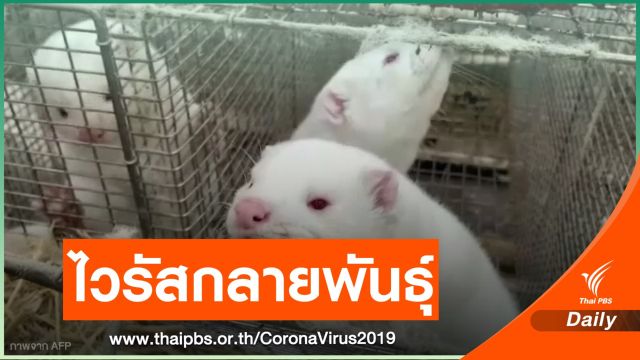 "เดนมาร์ก" สั่งปิดพื้นที่ ป้องกันไวรัสกลายพันธุ์ลุกลาม