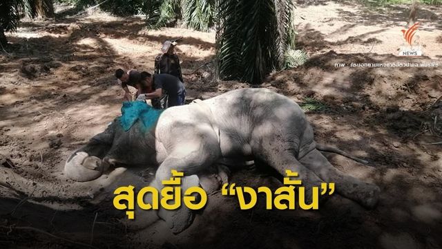 สุดยื้อ! ช้างงาสั้นตายแล้ว-พบแผลขาบวมติดเชื้อ  