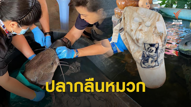 ภารกิจสุดลุ้น ล้วง "หมวก" จากท้องปลายักษ์