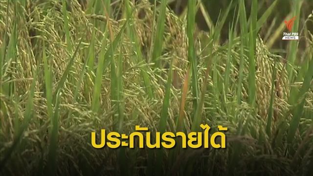 ธ.ก.ส.เริ่มจ่ายเงินประกันรายได้ให้ชาวนากว่า 9,200 ล้านบาท