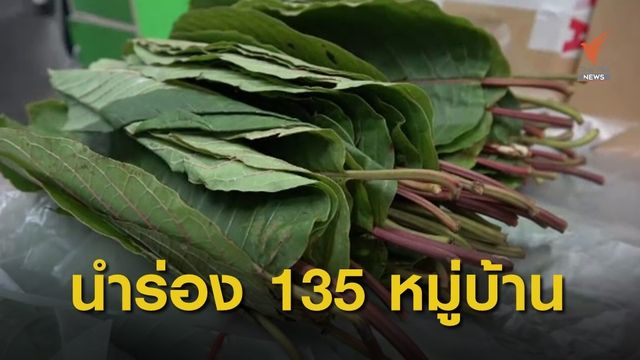 นำร่อง 135 หมู่บ้าน เสพพืชกระท่อมไม่ผิดกฎหมาย