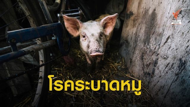 สระแก้วพบหมูติดไวรัส PRRS ประกาศเขตโรคระบาด 2 หมู่บ้าน