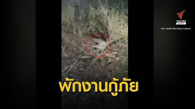 พักงาน "กู้ภัย" ปมปล่อยทิ้ง "แมวเจ้าสัว" ตายข้างทาง