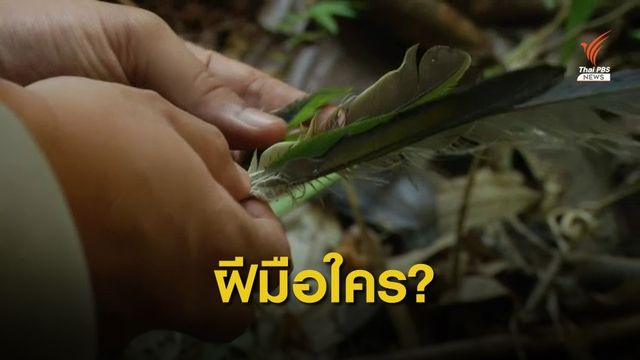 แกะรอย "พรานล่านกเปล้า" นกหายากป่าเชียงใหม่ 