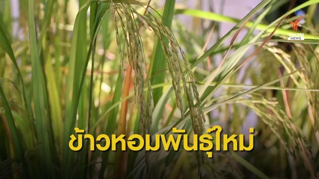 เปิดตัว "ข้าวหอมมาลัยแมน" ข้าวพันธุ์ใหม่สู้ศึกข้าวหอมเวียดนาม