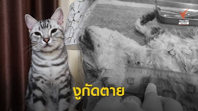 วอชด็อกไทยแลนด์เปิดผลชันสูตร "แมวเจ้าสัว" ถูกงูกัดตาย
