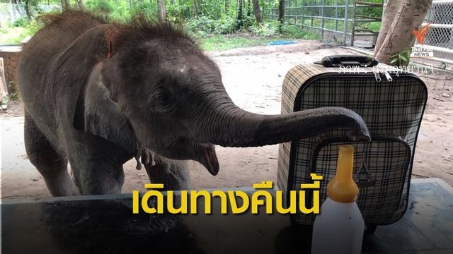 หาแม่รับ "ลูกช้างป่าห้วยขาแข้ง" ออกเดินทางไปลำปางคืนนี้