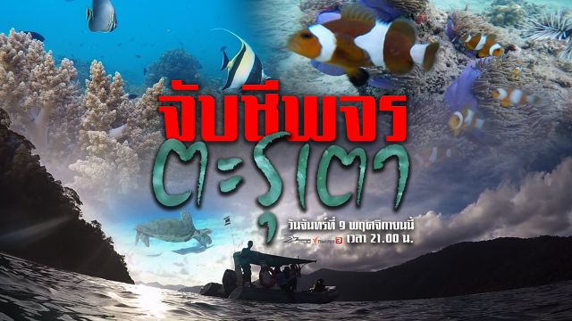เปิดปม : จับชีพจรตะรุเตา