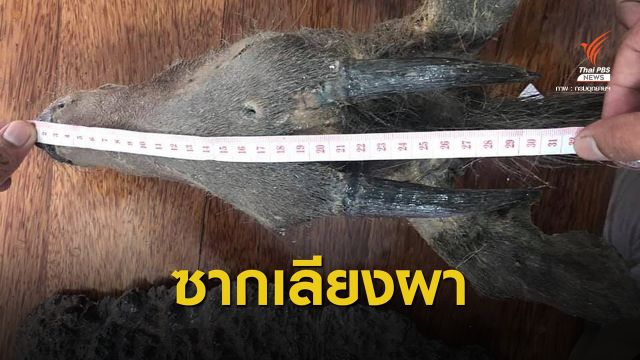 ล่อซื้อ "ซากเลียงผา" ขายผ่านเฟซบุ๊ก จับดำเนินคดีแล้ว 1 คน