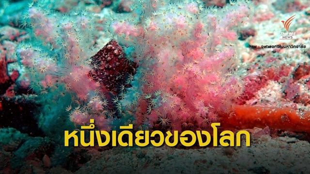 พบปะการังอ่อน 2 ชนิดใหม่ของโลกตั้งชื่อ “สิรินธรเน่-คอร์นิกีร่า”