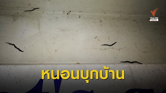 เจออีกแล้ว! หนอนตัวแบนนิวกินี เอเลียนสปีชีส์ บุกบ้านภูเก็ต