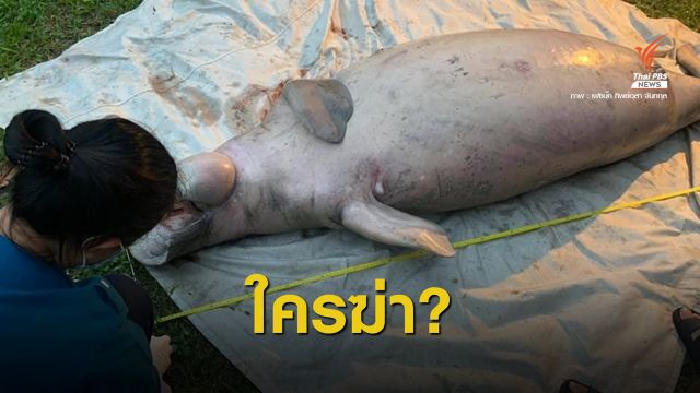 สลดใจ! พะยูนท้องแก่ทะเลตรังถูกฆ่าตัดเขี้ยว