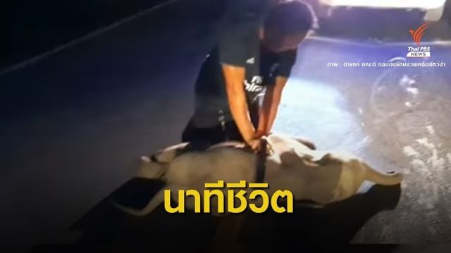 ชื่นชมทำ "CPR" ช่วยลูกช้างป่าถูกรถชนจนฟื้นคืนอ้อมอกแม่ 