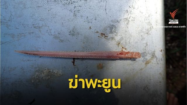 สลด! พะยูนตรังตายตัวที่ 3 พิษเงี่ยงปลากระเบน
