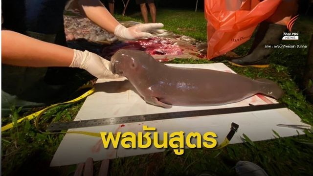 ตัดปมล่า "ตัดเขี้ยว" พะยูนแม่ลูก-มีแผลลึกคาดสมอเรือกระแทก