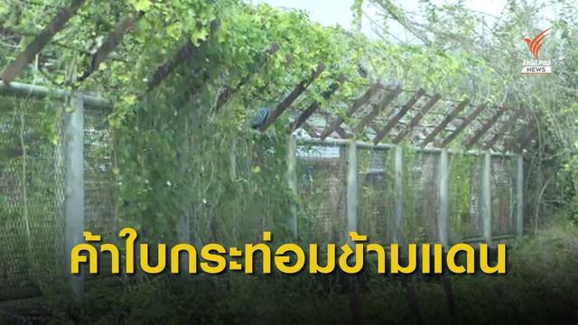 THE EXIT : ค้าใบกระท่อมข้ามแดน ตอน 2 