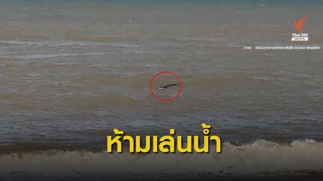 จระเข้น้ำเค็มยาว 3 เมตรโผล่อ่าวมะนาว-เขาตันหยง