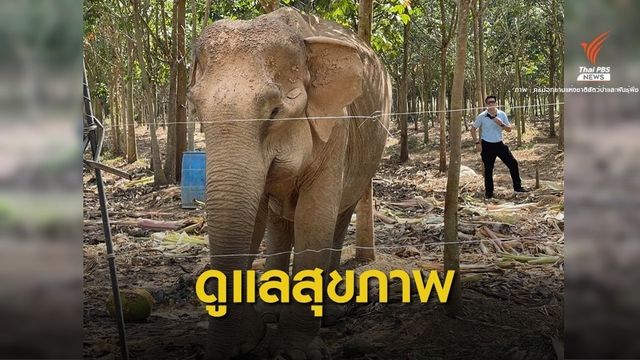 ปลื้ม! ชาวบ้านช่วยดูแลช้างชรา "พังยายเกตุ" ขอความช่วยเหลือ