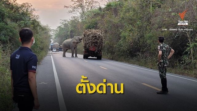 "หมอล็อต" เตือนใช้ถนนสาย 3259 เจอช้างดักปล้นอ้อย