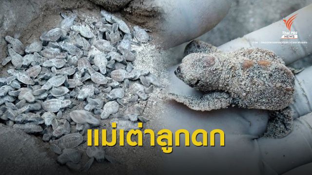 เต่ากระ "ศรีสุดา" แชมป์แม่ลูกดกผลิตน้องลงทะเล 558 ตัว  