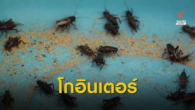 เม็กซิโกอนุญาตนำเข้า "ผลิตภัณฑ์จิ้งหรีด" จากฟาร์มไทย 