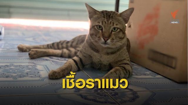 แพทย์ผิวหนังเตือน "เชื้อราแมว" ติดสู่คนเลี้ยง
