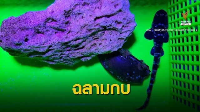 หาดูยาก "ไข่ฉลามติดอวน" ฟักเป็นตัวในบ่ออนุบาล 