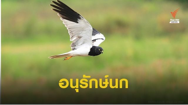 ทำไมต้องอนุรักษ์นกในธรรมชาติ?