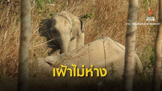 เป็นห่วง! แม่ช้างป่าบาดเจ็บ-ลูกเฝ้าไม่ยอมห่างป้อนกล้วยให้ที่ปาก