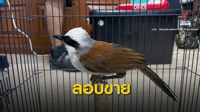 คดีเก่ายังไม่จบ! เปิดเฟซบุ๊กใหม่ลอบขายนกคุ้มครอง 