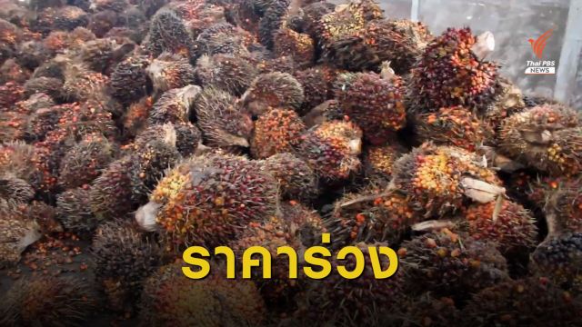 ก.พาณิชย์ใช้กฎหมายคุมพ่อค้าทุบราคาปาล์มร่วง