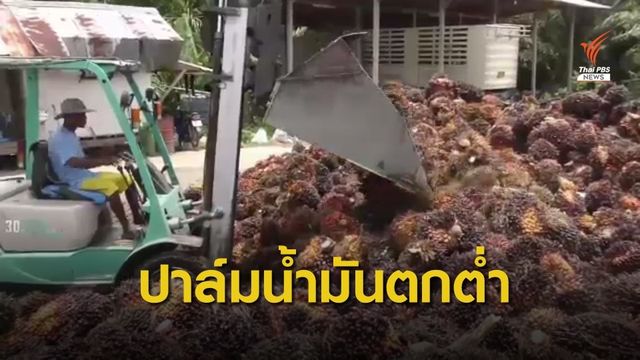"กระบี่" เร่งแก้ปัญหาราคาน้ำมันปาล์มตกต่ำ