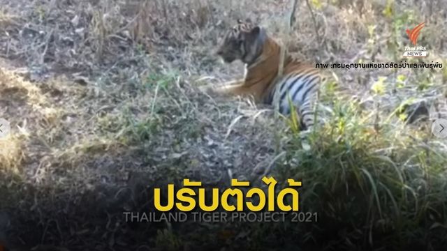 "เสือธนากร" มีความสุข ปรับตัวในบ้านใหม่ป่าห้วยขาแข้ง 