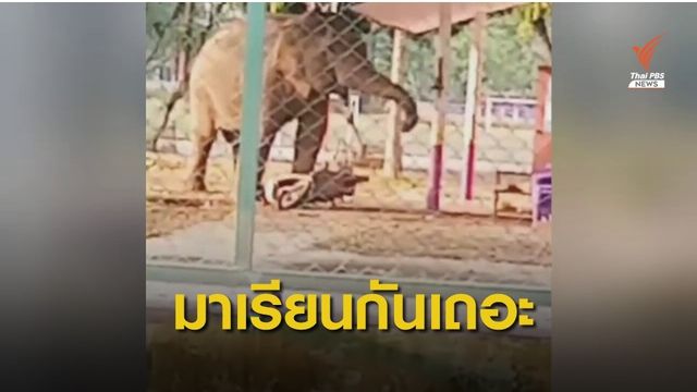 น่ารัก! ช้างป่าสีดอแก้ว บุกเคาะระฆังโรงเรียน ตชด.