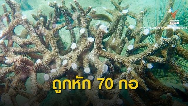 ทช.สำรวจพบกิ่งปะการังแปลงฟื้นฟู "เกาะทะลุ" ถูกหัก 70 กอ 