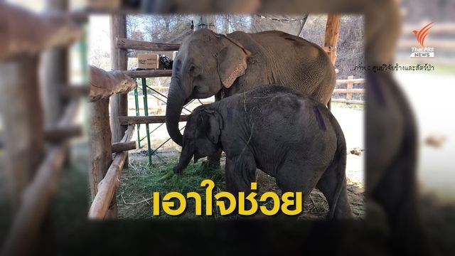 สัตวแพทย์เร่งช่วยช้างกินพาราควอต ถึงลำปางแล้ว 3 เชือก 