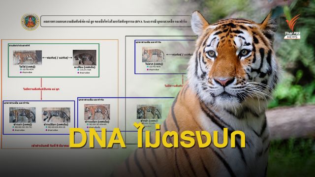แจ้งข้อหาเพิ่ม สวนสัตว์ดัง "3 เสือโคร่ง" DNA ไม่ตรงปก 